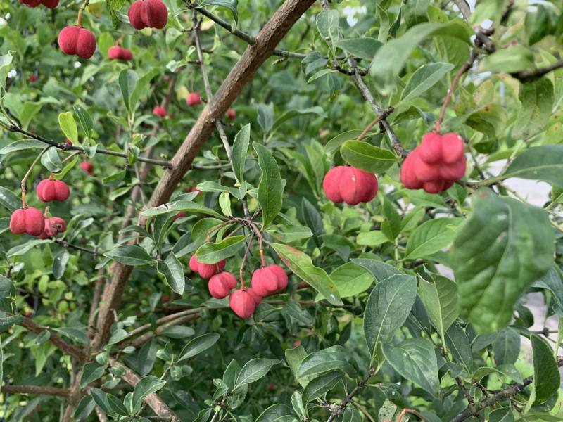 Pfaffenhütchen Strauch kaufen | Setzlinge in bester Qualität