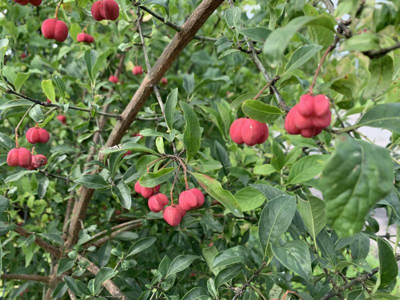 Das Geäst eines Pfaffenhütchens besetzt mit vielen grünen Blättern und einigen roten Fruchtkörpern