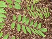 Die Zweige einer Robinie mit vielen hellgrünen, ovalen, kleinen Blättern