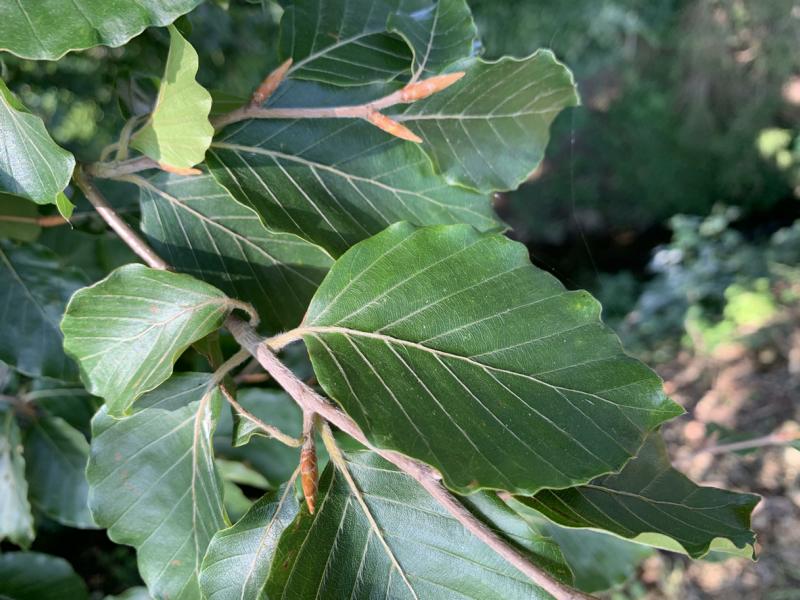 Der Zweig einer Rotbuche mit einigen hellbraunen Knospen und saftig-grünen Blättern