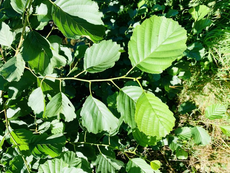 Zweige einer Roterle mit frischen, hellgrünen Blättern