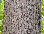 Der rissige, dunkle Stamm einer Roterle