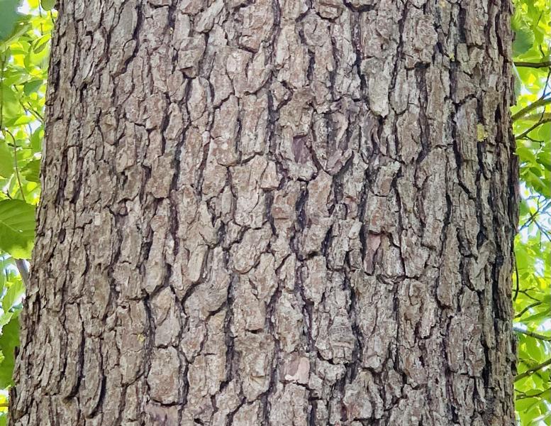 Der rissige, dunkle Stamm einer Roterle