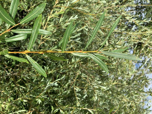 Salweide - Wurzelware