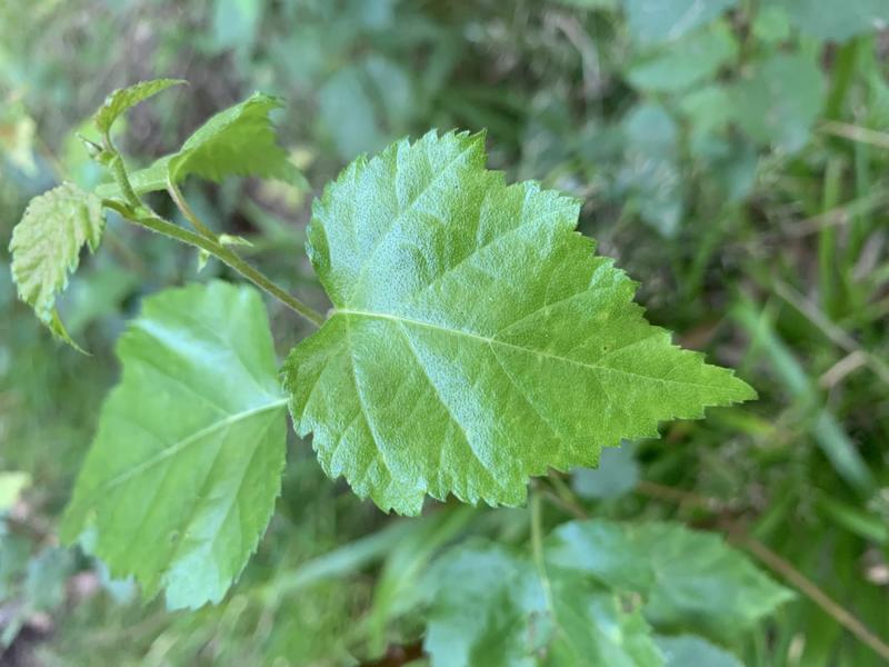 Der frische Trieb einer Sandbirke mit frisch-grünen, leicht herzförmigen Blättern