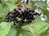 Die schwarzen Früchte des Schwarzen Holunders in einer Traube