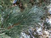 Der Trieb einer österreichischen Schwarzkiefer mit vielen langen dunkelgrünen Nadeln