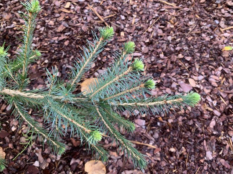 Der Zweig einer Serbischen Fichte mit vielen dunkelgrünen Nadeln und hellgrünem Austrieb vor braunem Hintergrund