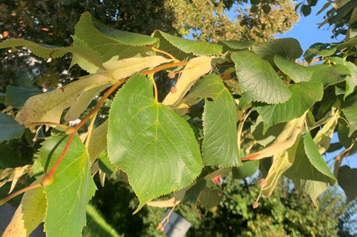 Der Zweig einer Sommerlinde mit großen grünen Blättern und kleinen braunen Nüsschen mit gelben Flügel-Blättern