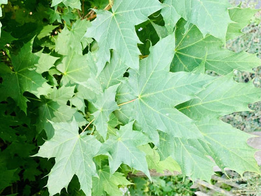 Das Geäst eines Spitzahorns mit vielen handförmigen, dunkelgrünen Blättern