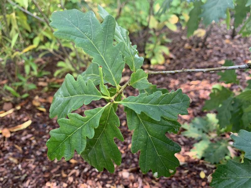 Die dunkelgrünen Blätter einer Traubeneiche. In der Mitte eine kleine braune Knospe