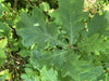 Die dunkelgrünen Blätter einer Traubeneiche. In der Mitte eine kleine braune Knospe