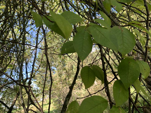 Viele hängende braune Äste einer Traubenkirsche. Einige ovale hellgrüne Blätter im Vordergrund