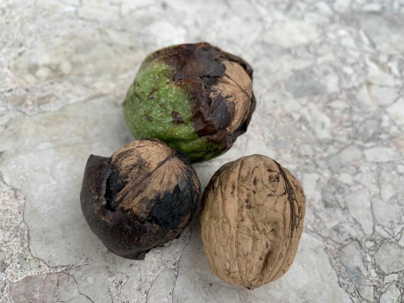 Drei Walnüsse in verschiedenen Stadien.