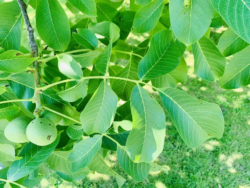 Das Geäst eines Walnussbaums mit vielen grünen, ovalen Blättern. links im Bild ein brauner Ast mit einigen grünen Fruchtkapseln