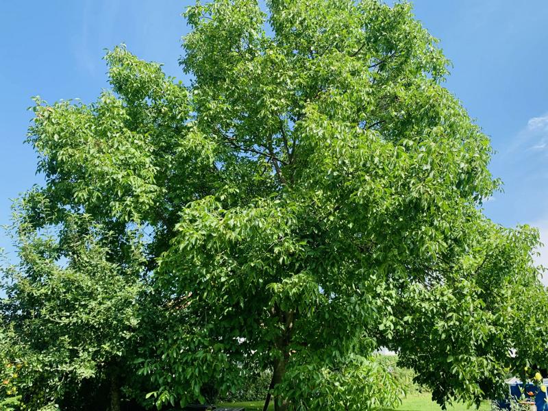 Ein großer Walnussbaum mit leuchtend-grüner, ausladender Krone vor blauem Himmel