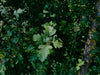 Dunkelgrüne gezackte Weißdorn Blätter