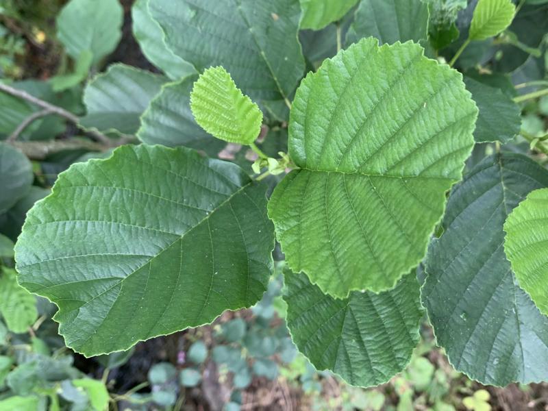 Der frisch-grüne Trieb einer Weißerle mit mit großen, rundlichen und grünen Blättern