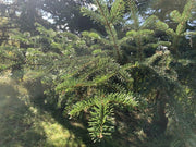 Die Äste einer Weißtanne mit vielen dunkelgrünen Nadeln