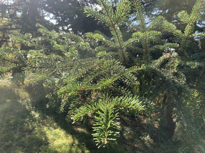 Die Äste einer Weißtanne mit vielen dunkelgrünen Nadeln