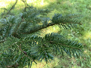 Der Trieb einer Weißtanne mit vielen dunkelgrünen Nadeln