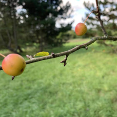 Der braune Zweig eines Wildapfels behangen mit zwei kleinen rot-gelben, runden Wildäpfeln und einem kleinen grünen ovalen Blatt in der Mitte