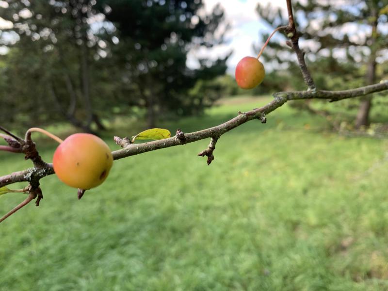 Der braune Zweig eines Wildapfels behangen mit zwei kleinen rot-gelben, runden Wildäpfeln und einem kleinen grünen ovalen Blatt in der Mitte