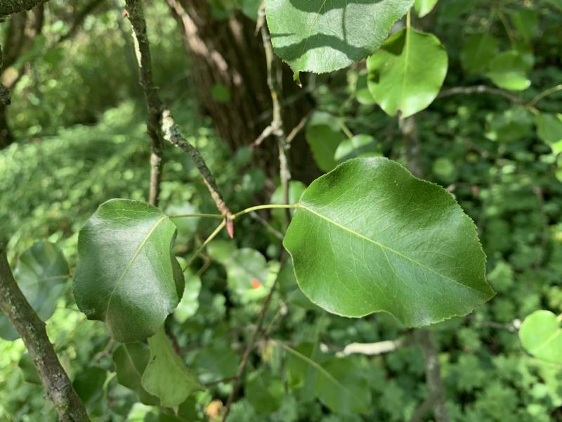Der Trieb einer Wildbirne mit einigen kleinen grünen ovalen Blättern