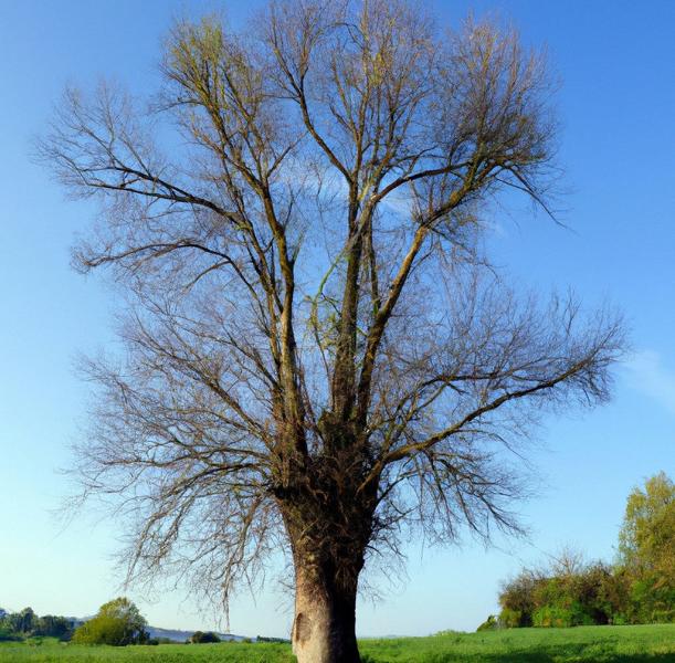 Schwarzpappel ganzer Baum