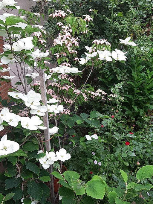 Chinesischer Blumenhartriegel Strauch mit weißen Blüten