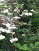 Chinesischer Blumenhartriegel Strauch mit weißen Blüten