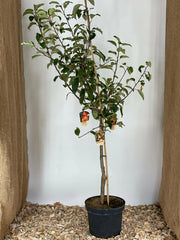 Familien Baum Apfel 3 Sorten