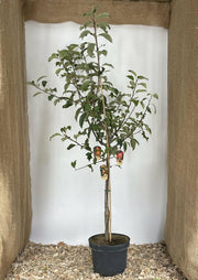 Familien Baum Apfel 3 Sorten Baum