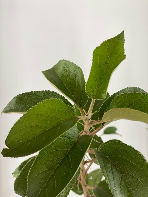 Familien Baum Apfel 3 Sorten Blätter