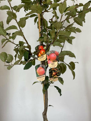 Apfel Familienbaum in 4 Sorten