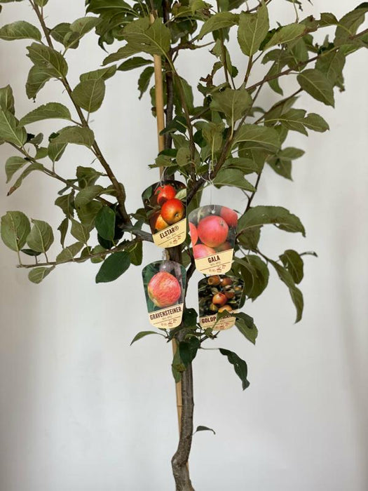 Familien Baum Apfel 4 Sorten Etiketten