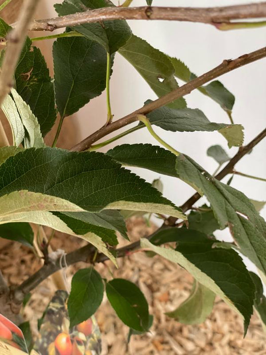 Familien Baum Apfel 4 Sorten Blätter