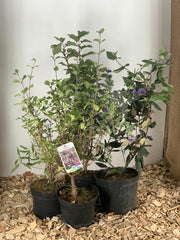 Duftgarten Pflanzen