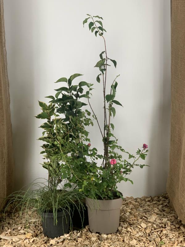 Feng Shui Paket Pflanzen