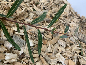 Purpurweide - Wurzelware