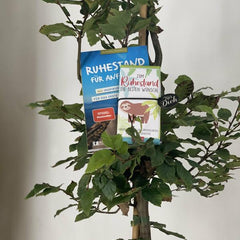 Buch „Ruhestand für Anfänger“