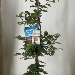 Rotbuche (Variante „großer Garten“)