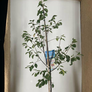 Zwetschge als Buschbaum (Variante „kleiner Garten“)