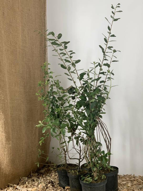 Pflanzen für die Schmetterlinge