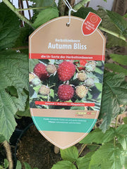 Bienenpaket Balkon Ettiket