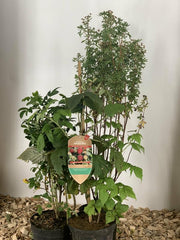 Bienenpaket Balkon Pflanzen