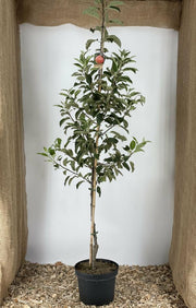 Gravensteiner Buschbaum