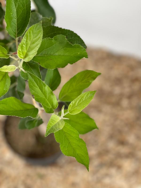 Gravensteiner Buschbaum Blatt