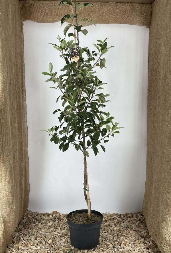 James Griebe Buschbaum