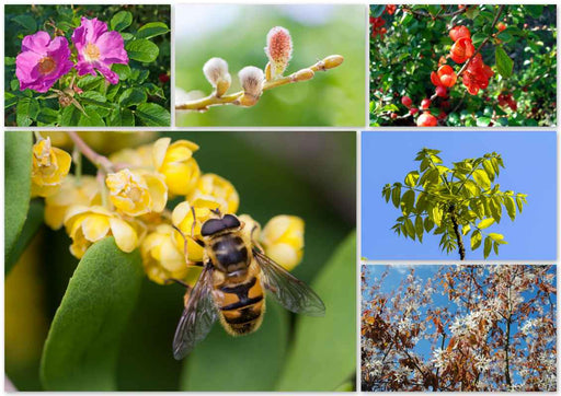 Bienenpaket Garten Zusammenstellung